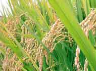 Mirza Auto Rice Mills Ltd.