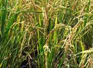 Mirza Auto Rice Mills Ltd.